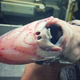 A strange deep sea creature captured by fisherman Roman Fedorstov (Twitter)